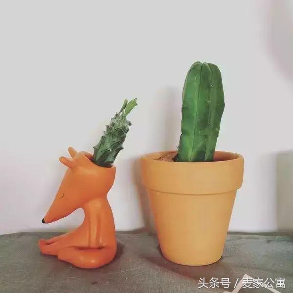 单身独居女青年,必备租房布置攻略