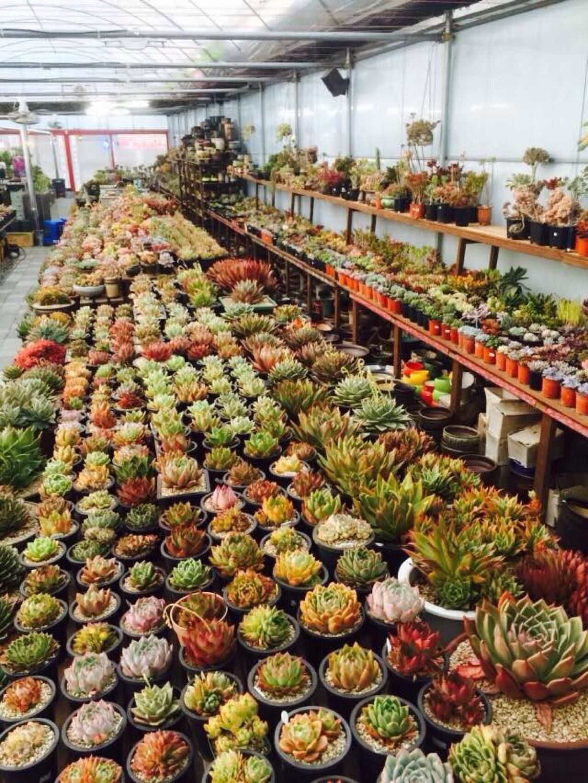 韩国多肉品种贵么,韩国多肉哪几种值得养