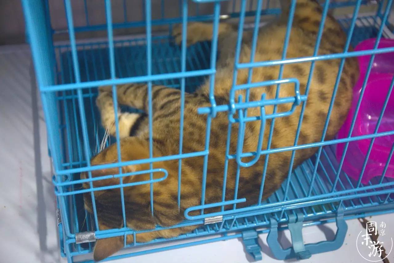 逛各种花鸟市场,南京花鸟鱼虫市场失火