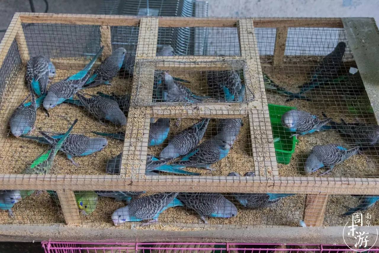 南京的花鸟市场在什么地方,南京夫子庙花鸟鱼虫市场