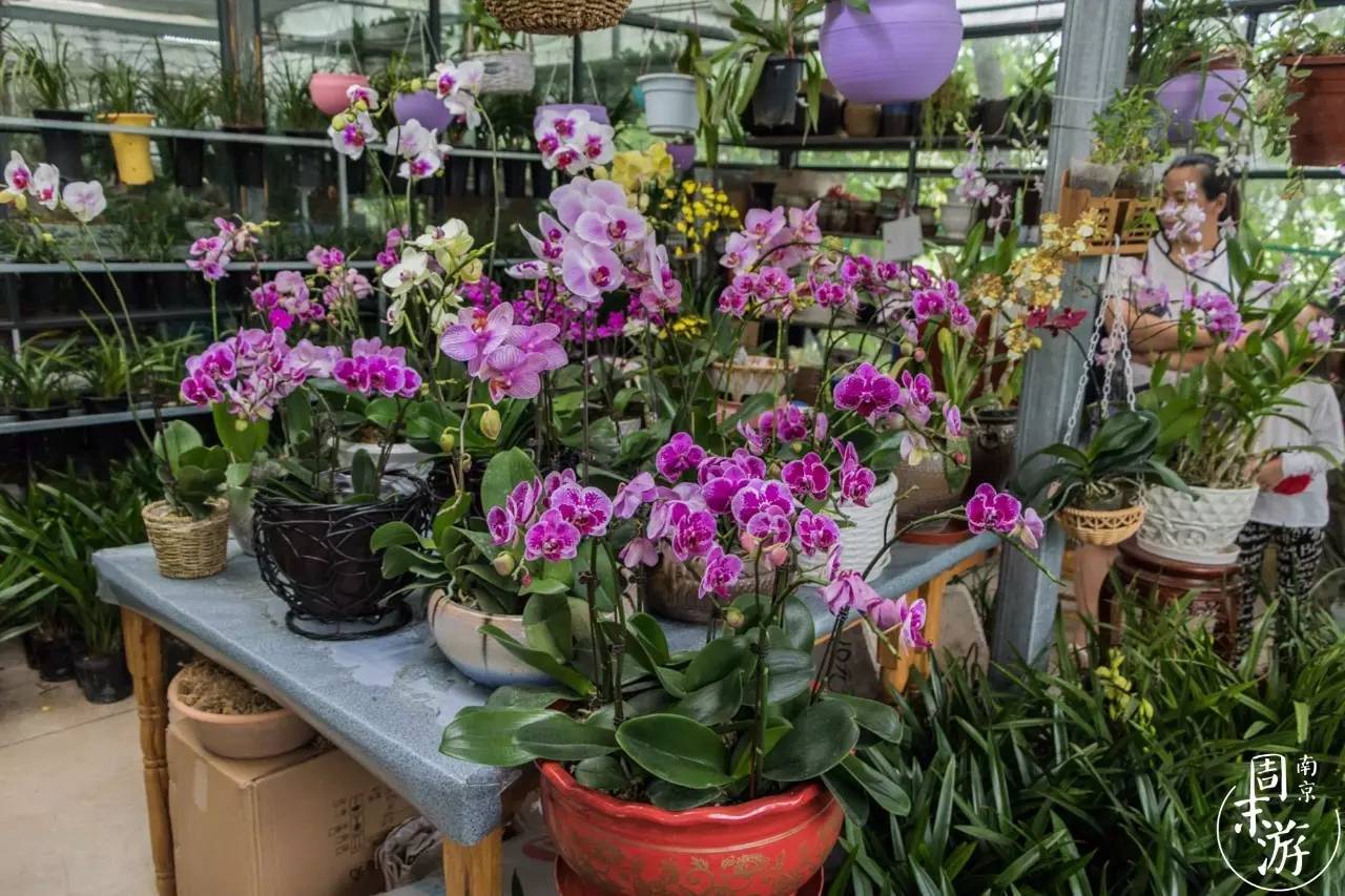 逛各种花鸟市场,南京花鸟鱼虫市场失火