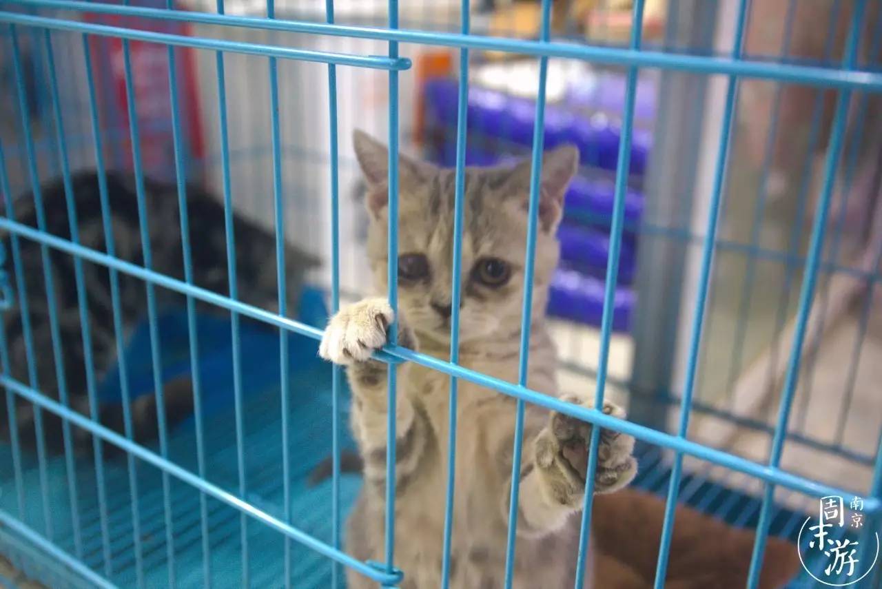 南京有几个花鸟鱼虫市场,南京湿地公园花鸟鱼虫市场在哪里