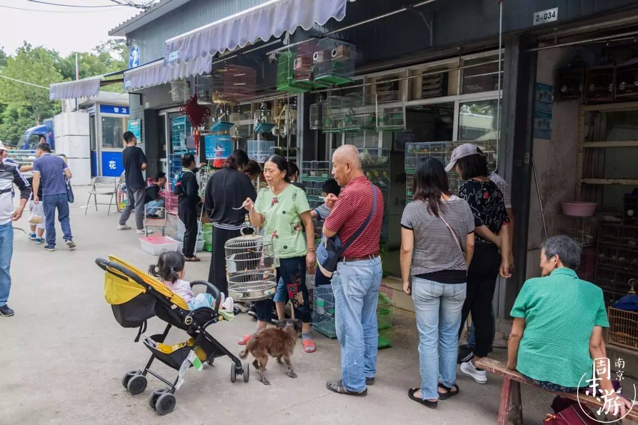 逛各种花鸟市场,南京花鸟鱼虫市场失火