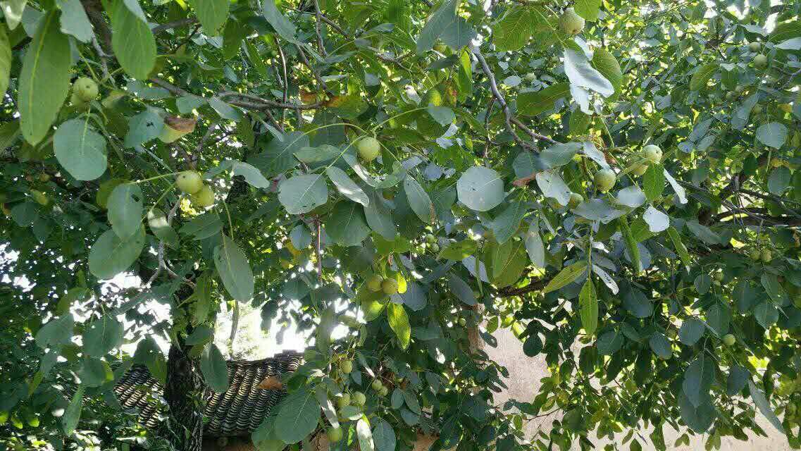 妈妈把晒好的核桃分成了五份······