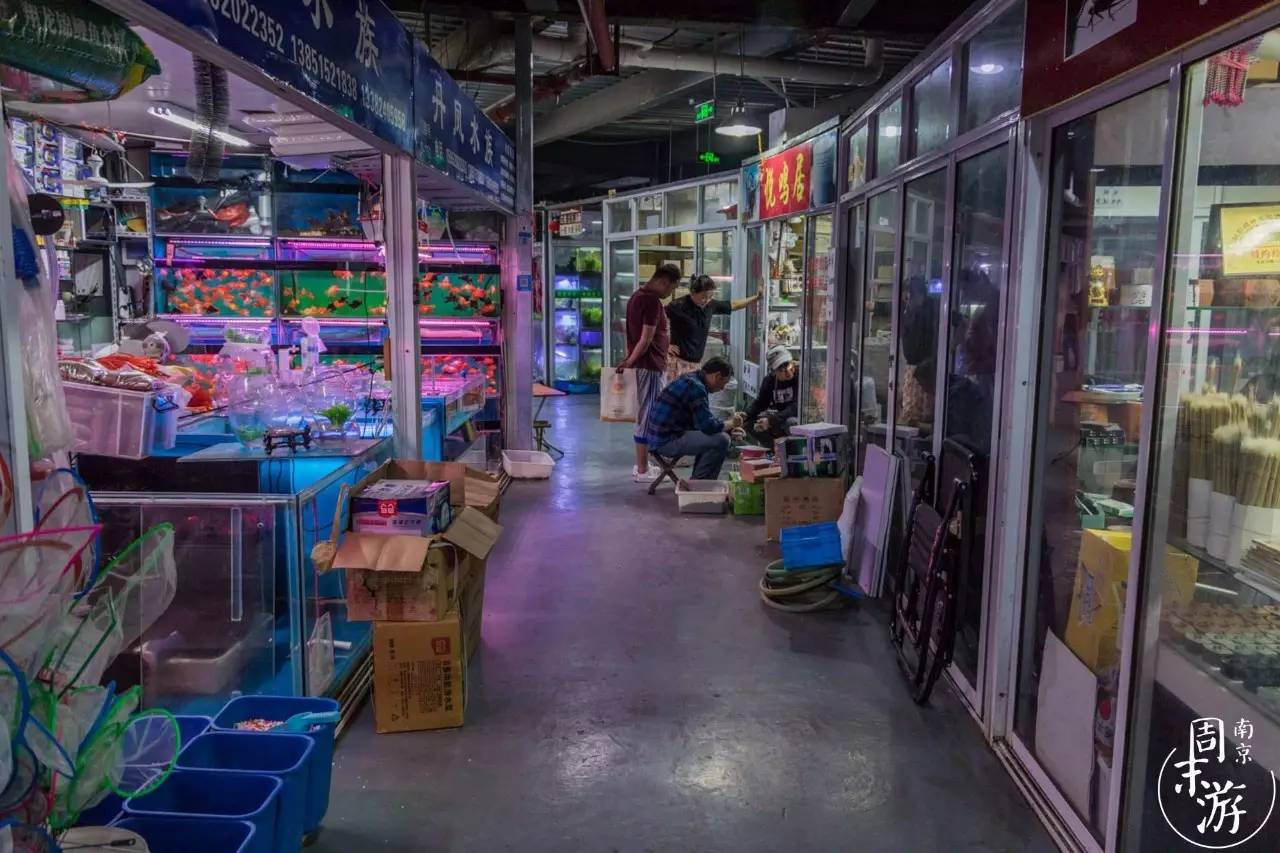 南京的花鸟市场在什么地方,南京夫子庙花鸟鱼虫市场