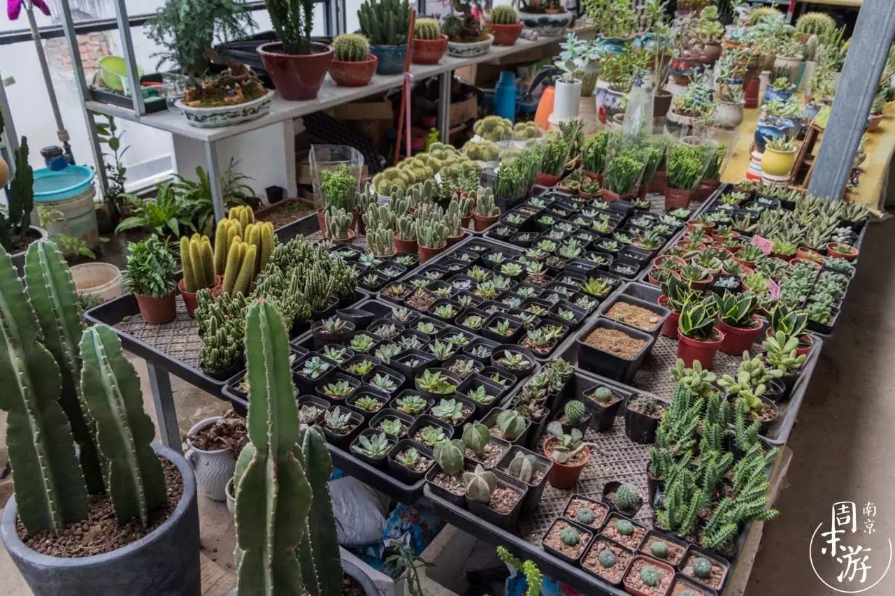 逛遍整个南京城,南京的花鸟市场在什么地方