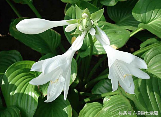 玉簪怎么养护,玉簪的养护方法