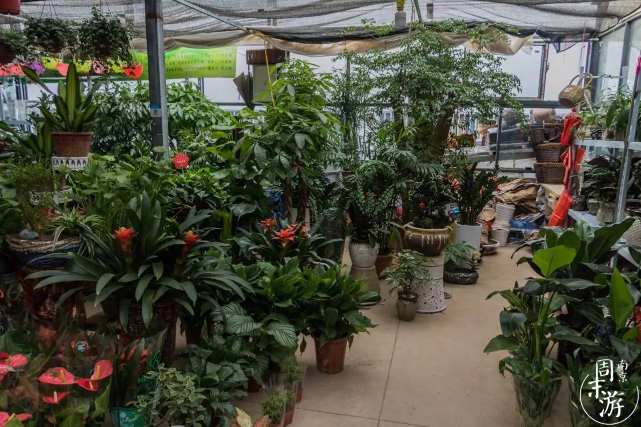 逛南京花卉市场视频,南京夫子庙花鸟鱼虫市场
