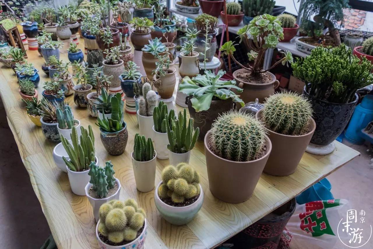 逛各种花鸟市场,南京花鸟鱼虫市场失火