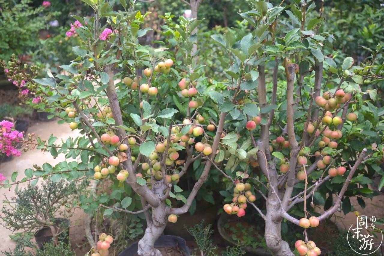 逛遍整个南京城,南京的花鸟市场在什么地方