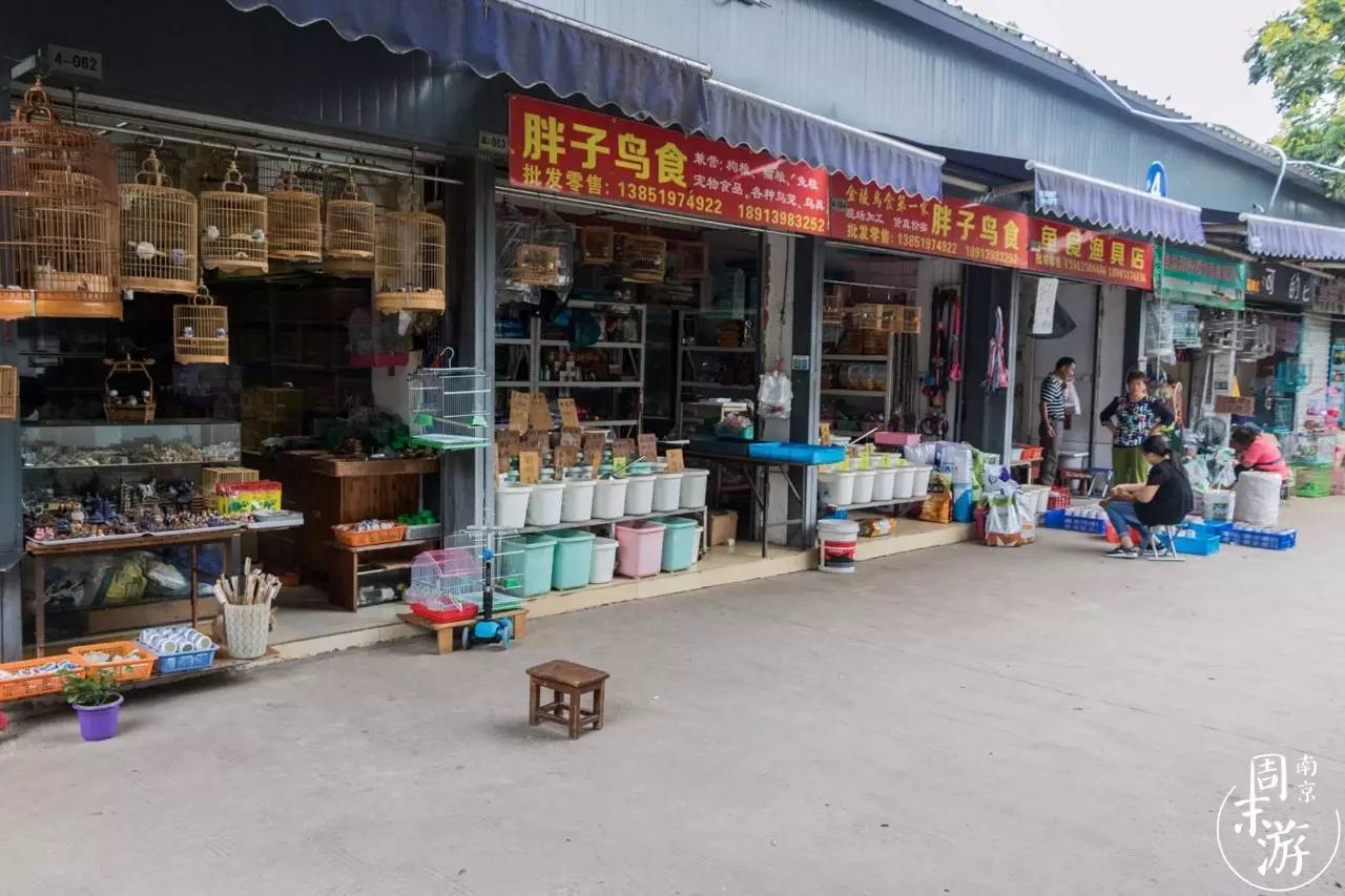 逛各种花鸟市场,南京花鸟鱼虫市场失火