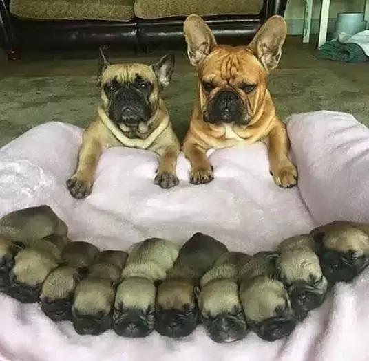 致狗狗的最后一封信,致养狗主人的一封信