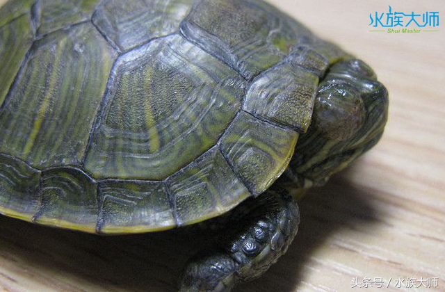 龟容易得的病和防范方式,怎样才可以判断龟龟生病了