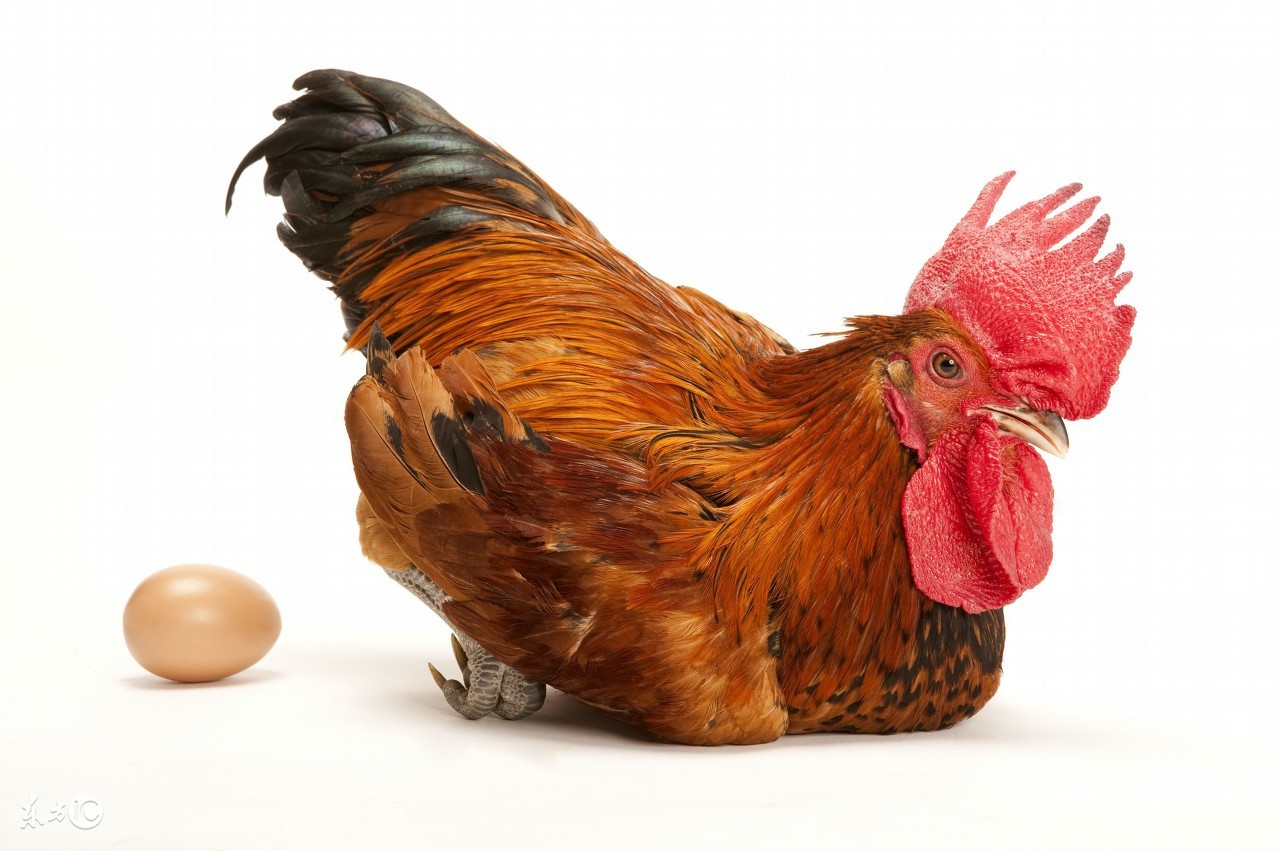 2017属鸡人全年运势农历网,属鸡在2017年每月运势