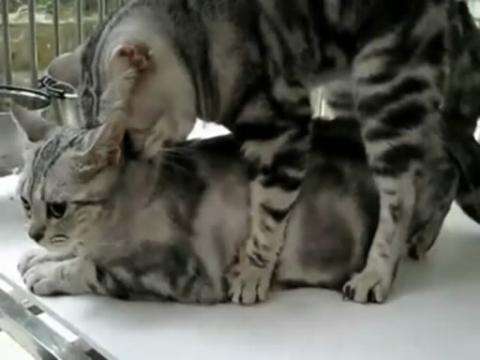 有哪些办法可以缓解母猫发情和停止母猫发情，有哪些利弊？