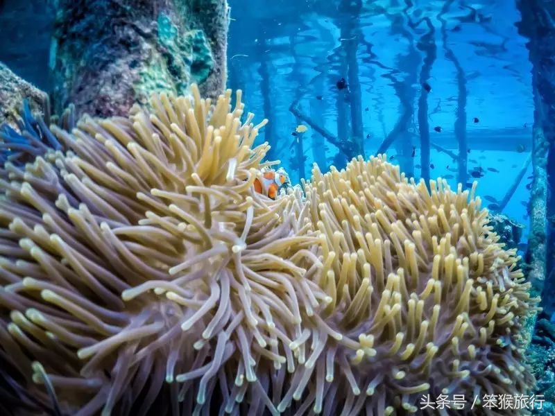 适合潜水的东南亚海岛,可以免签的冷门海岛