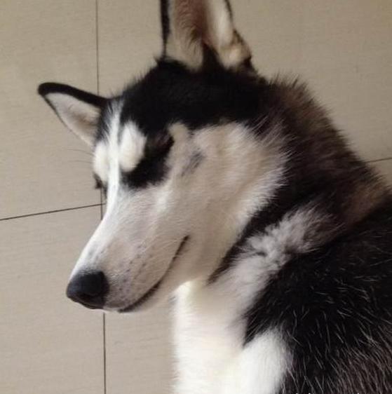 1000元二哈 (二哈为什么不值得买)