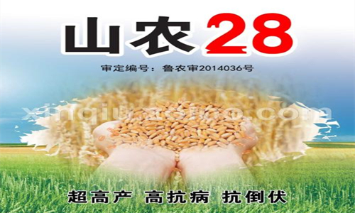 小麦品种山农28产量如何,山农28号小麦品种一亩种多少斤