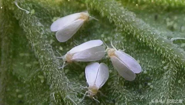路边上白色的小飞虫是什么,街上突然出现很多小飞虫什么原因