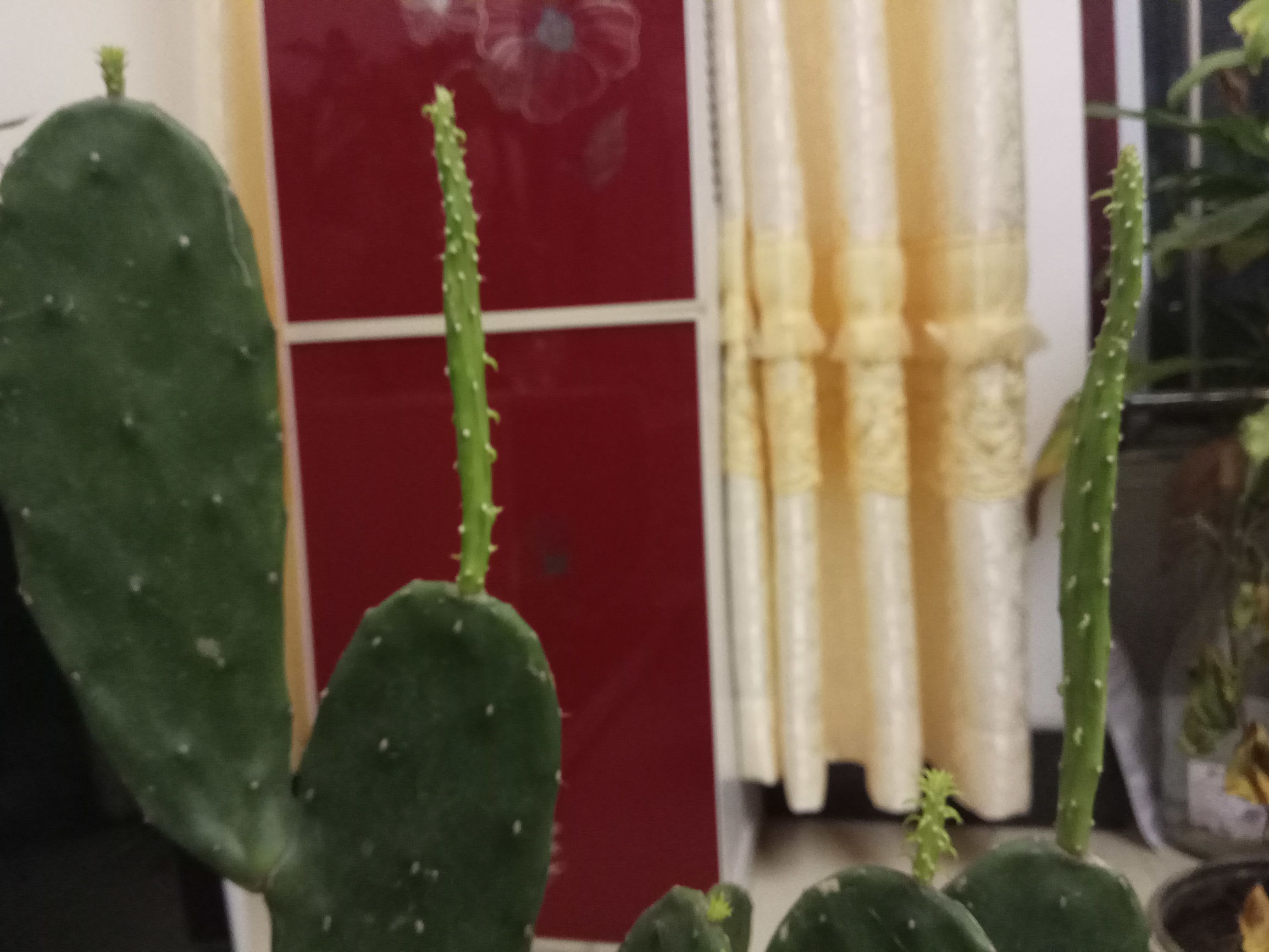 老花匠养的仙人掌,老花匠讲养花