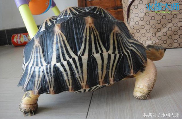 陆龟哪种长不大好养的,新手爬宠陆龟