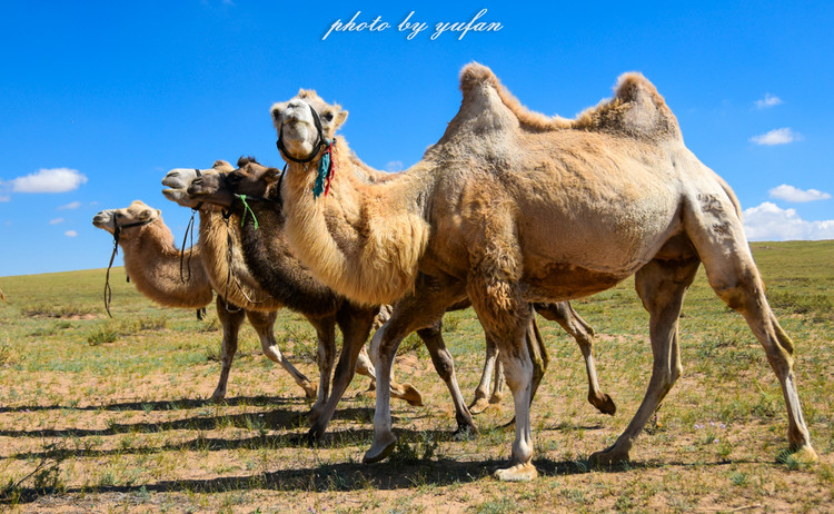 五一锡林郭勒游玩,几月份游锡林郭勒适合