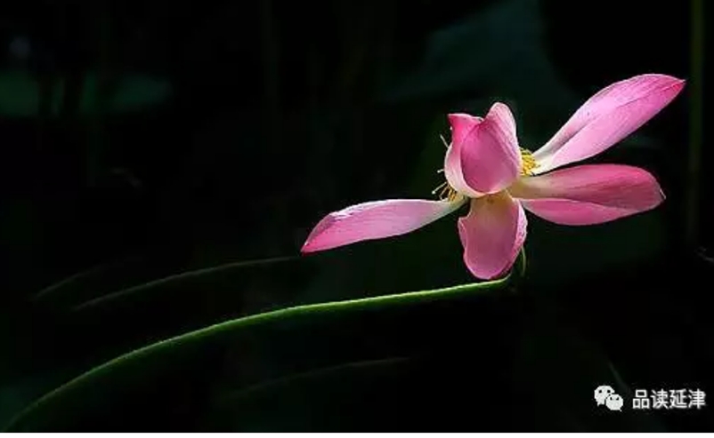 红颜知己是红颜祸水吗,不光是红颜祸水也是红颜知己