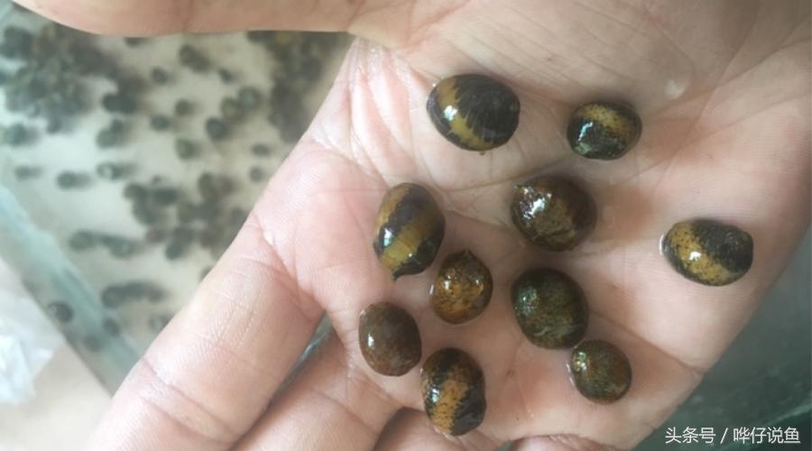 鱼缸里爆螺怎么办,鱼缸里面爆藻好不好