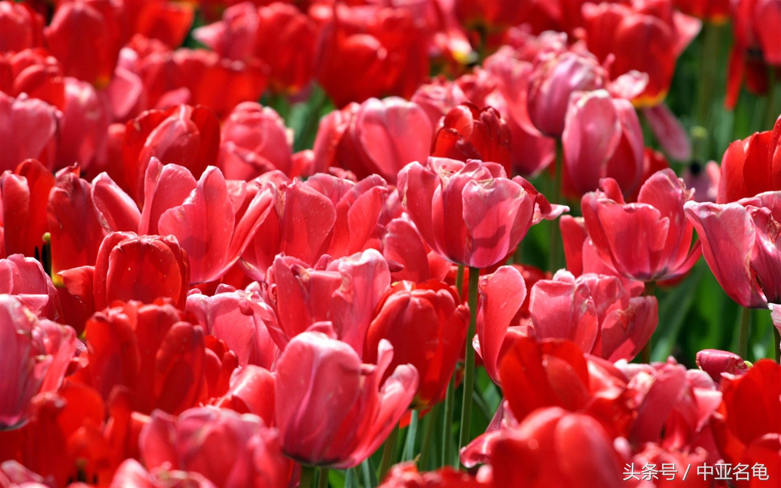 石金钱龟的现状,石金钱龟为何会跌落神坛