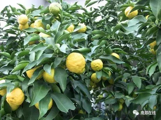 香橼果怎么闻香,香橼可以闻香吗