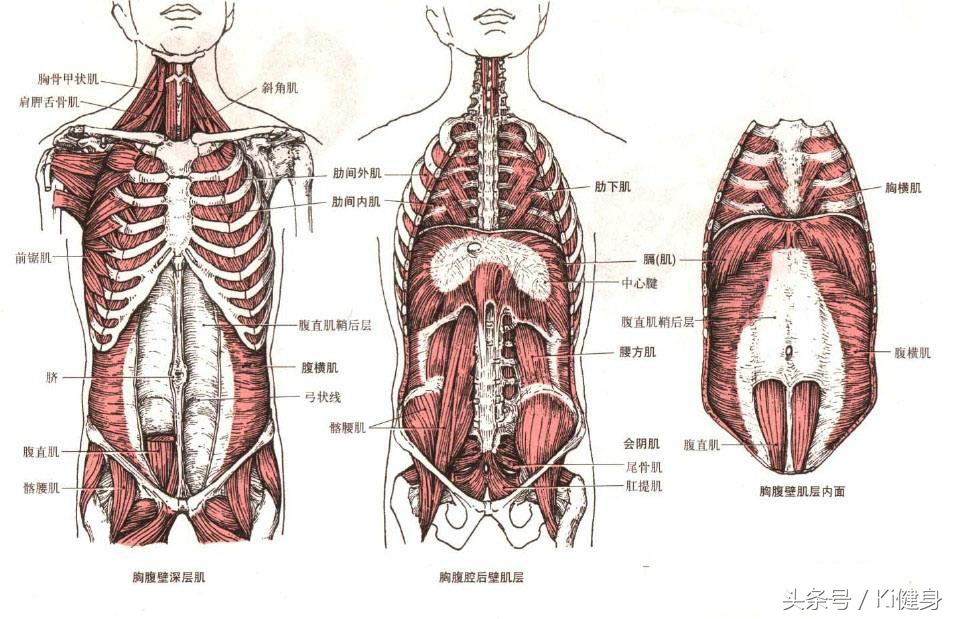 腹直肌分离要锻炼腹外斜肌吗,腹直肌运动解剖功能图