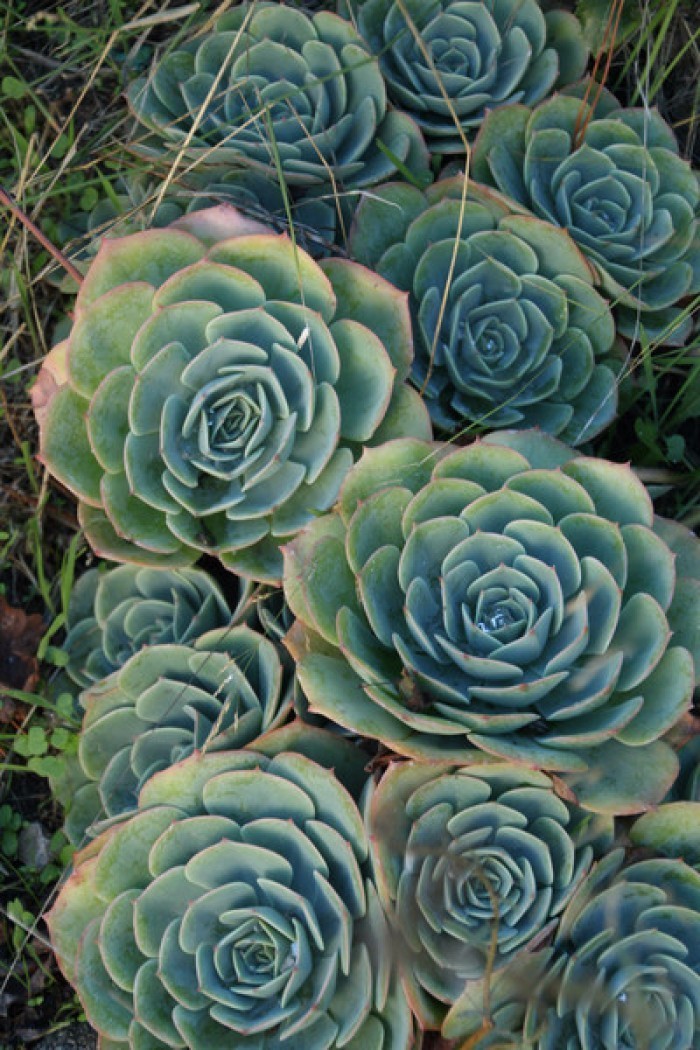 秋天如何养护玉蝶多肉,多肉玉蝶的养护