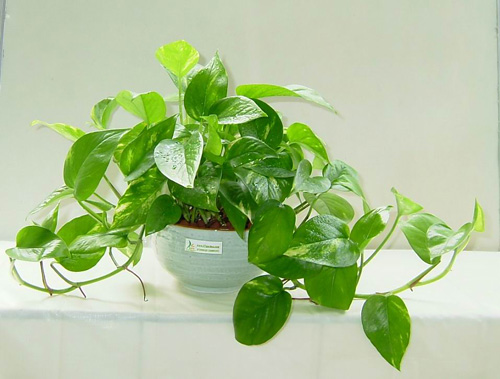 绿萝对室内环境的作用,绿萝在室内对人体有什么伤害吗