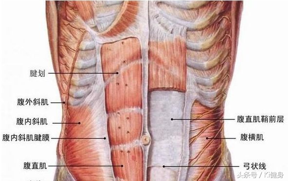 腹直肌分离怎么紧实肚子上的肉,腹直肌的运动疗法是什么
