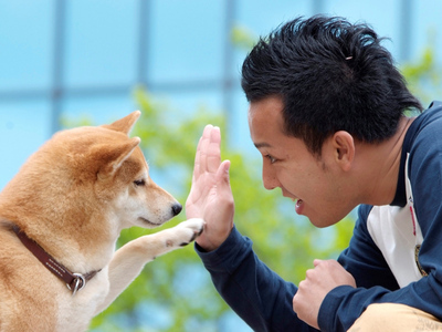 10种对孩童最友善的狗狗,性格温顺的狗都有哪些