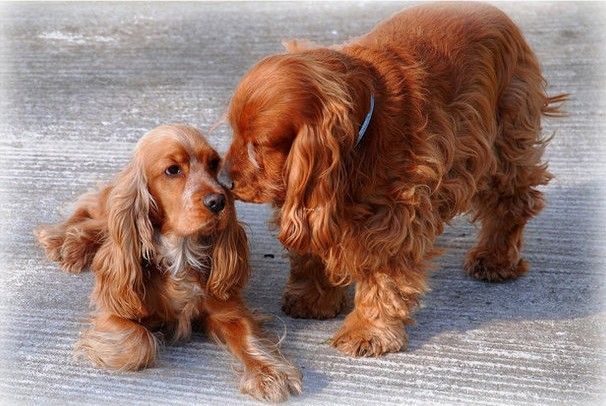 性格好的狗狗有哪些,有多少种可爱的狗狗