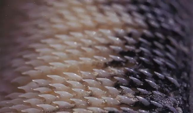 关于鲸鱼你知道什么,鲸鲨温柔