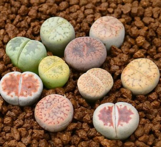 多肉徒长却更好看,多肉徒长更好看