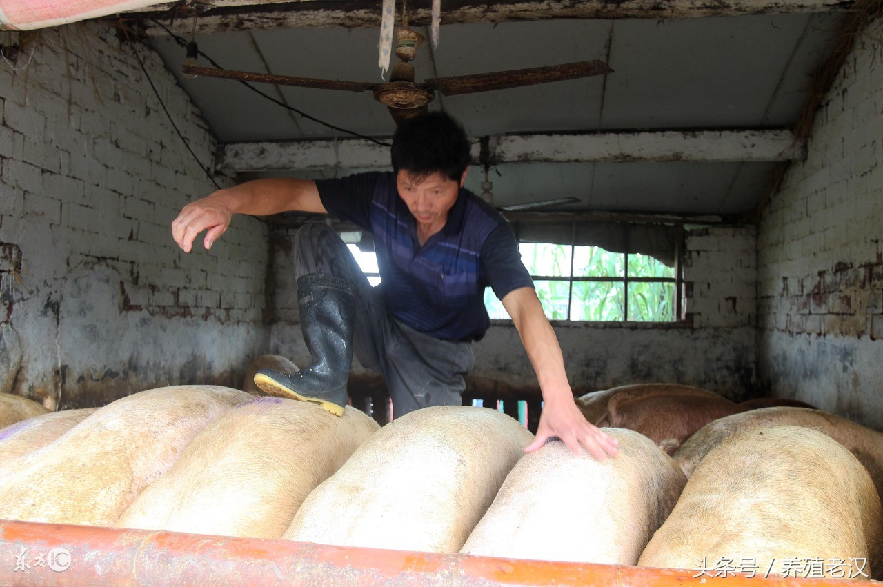 后备母猪子宫内膜炎最佳治疗方法,蓝耳病会引起母猪子宫内膜炎吗