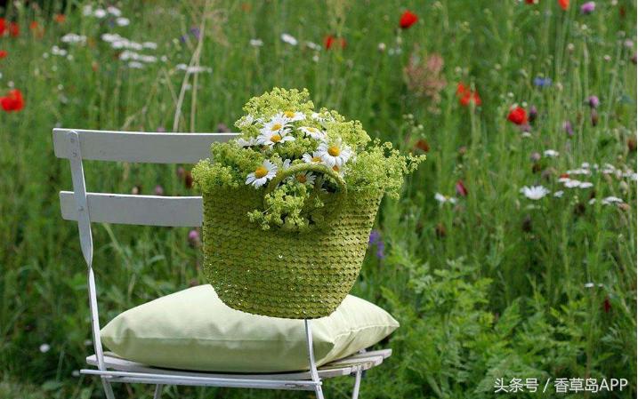 曾是西方炼金术师的宠儿，如今仍是“女士的斗篷”