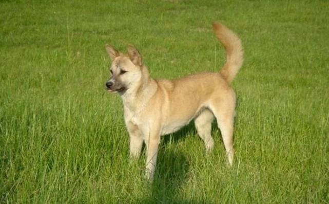 给狗狗穿鞋的感受,给狗狗穿鞋到底好不好呢视频