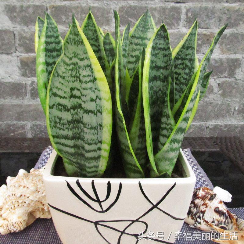 虎尾兰的栽培方法和注意事项,虎尾兰的种植方法