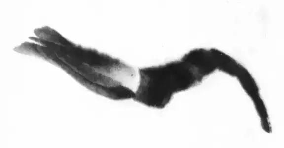 怎么临摹齐白石画的虾教程,齐白石虾的画法教程