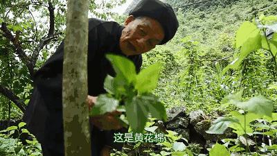 蟑螂的神奇治疗功效,蟑螂那么多用什么药治