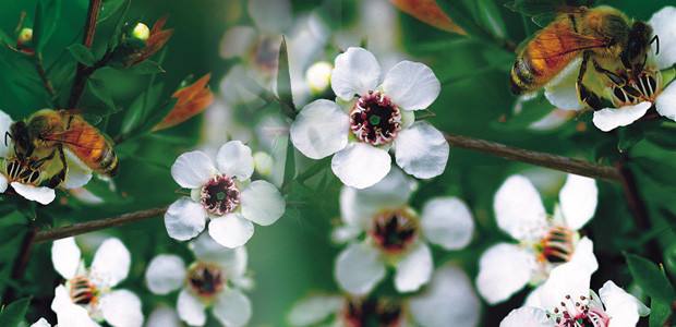 麦卢卡蜂蜜只有新西兰有吗,麦卢卡蜂蜜国内假的多吗