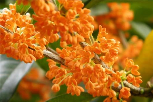 桂花养殖方法和注意什么,桂花风水大忌大全及讲解