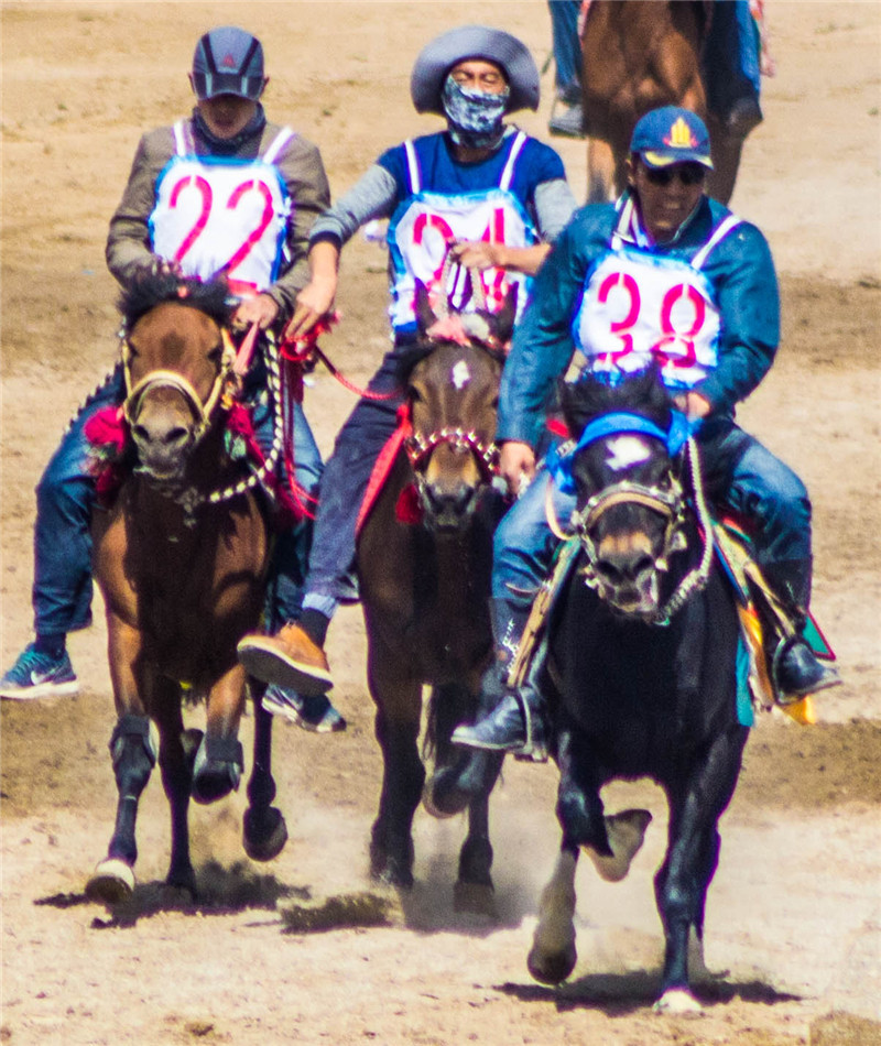 肃北七彩花海,肃北百亩花海在哪里