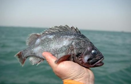 中国人经常吃的海鱼,中国人一般常吃的鱼