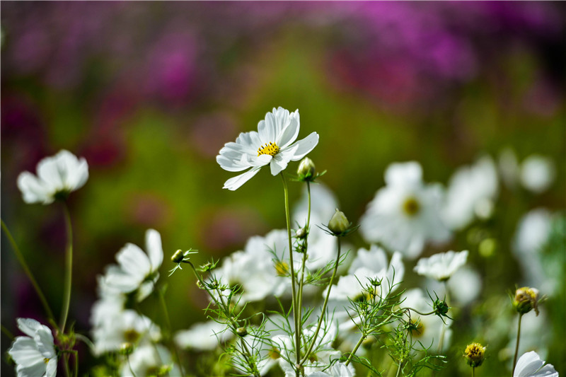 肃北七彩花海,肃北百亩花海在哪里