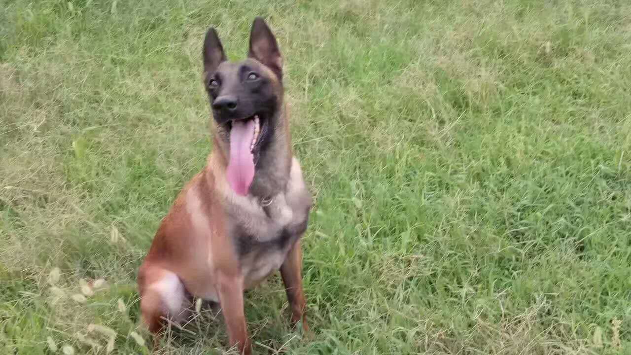 马犬短毛和长毛区分,怎样区分马犬的好与坏